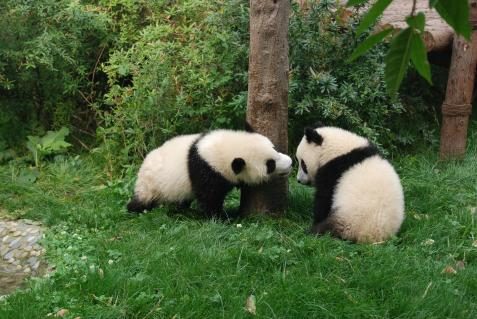 Pandababys in Chengdu