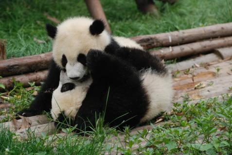 Pandababys in Chengdu