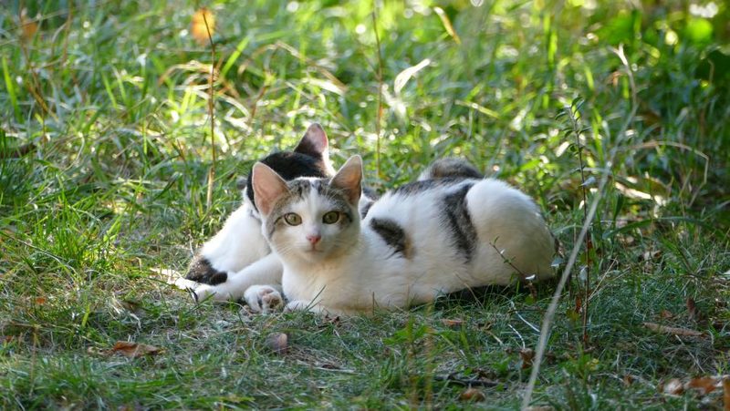 Herrenlose Katzen im Gras