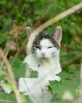 Verwilderte Katze im Grad