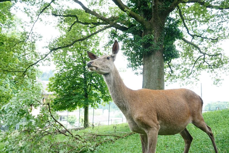 Rothirsche im Herzen Luzerns