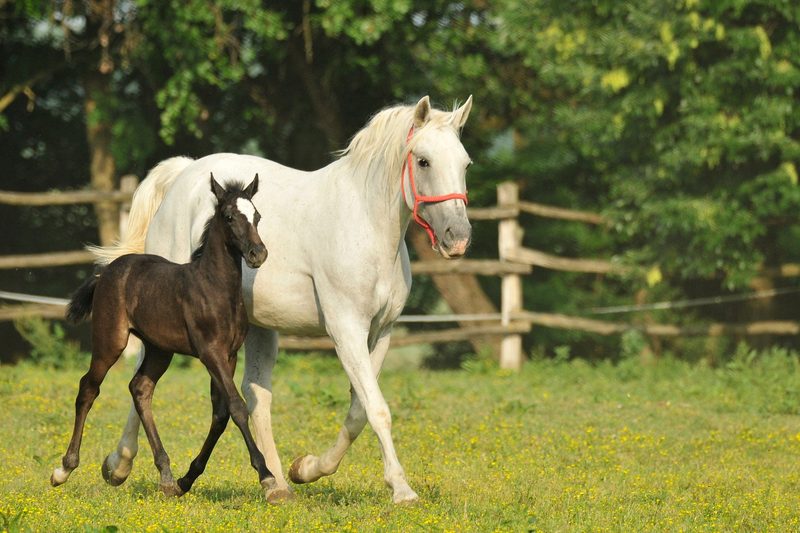 Lipizzaner: Edle und zuverlässige Künstler der klassischen Reitweise