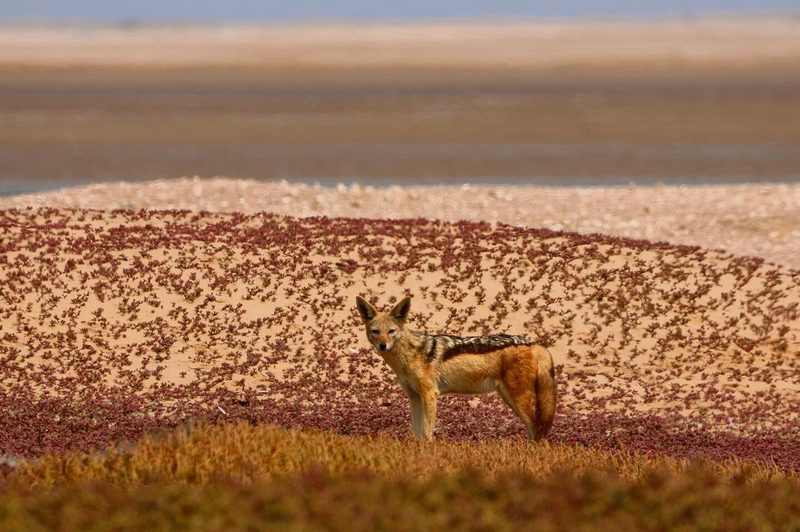 Ein Leopard im Tageslicht, doch seine frische Spur im Sand erzählt von einem lautlosen Streifzug in der Nacht. (unten)
