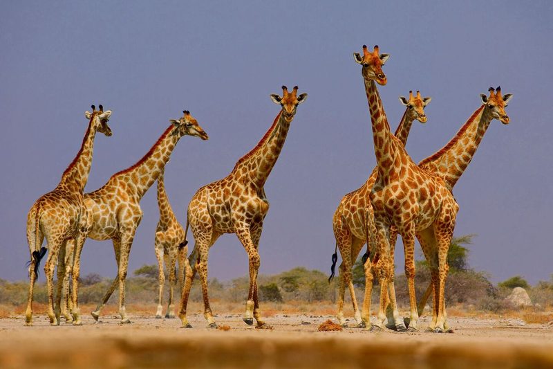 Giraffe
