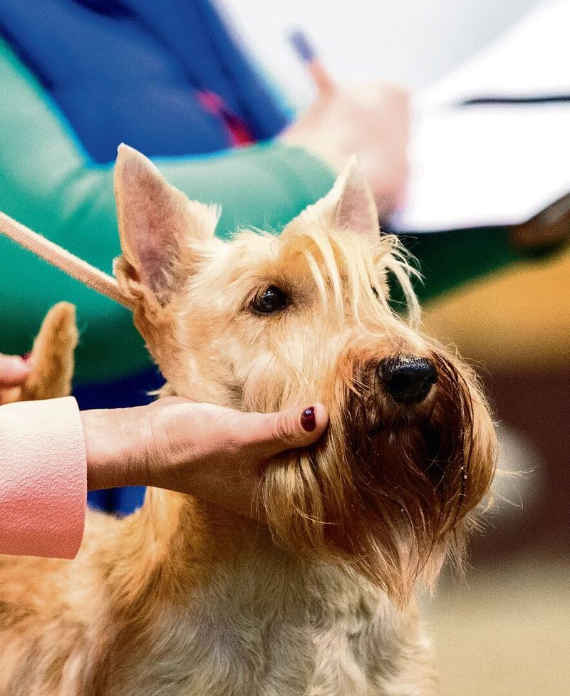Im Ring wird jeder Hund eingehend begutachtet.
