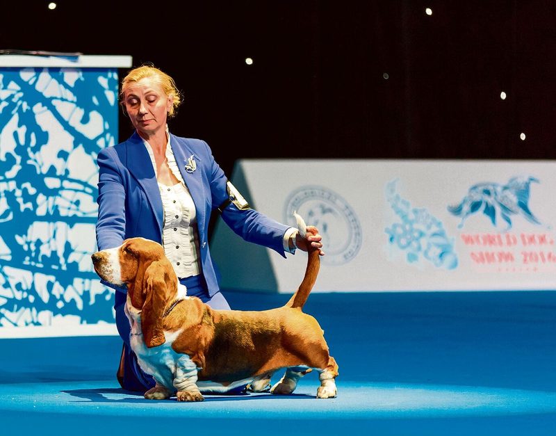 Heute engagieren die Züchter meist sogenannte Handler für die Präsentation ihrer Hunde an Shows.