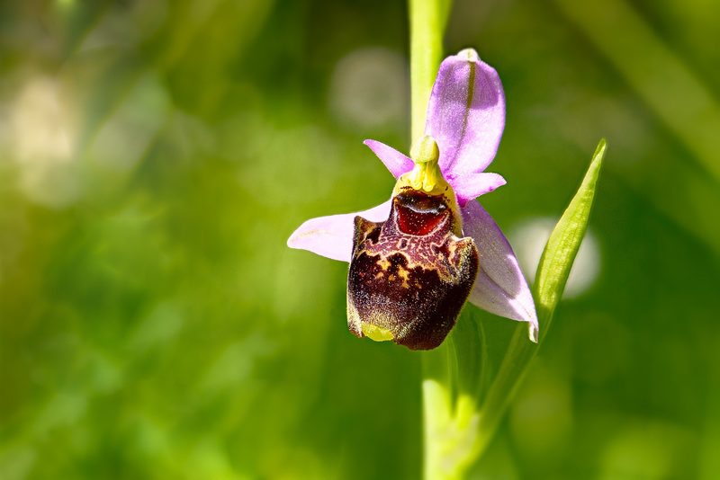 Orchideen der Schweiz und wo man sie findet