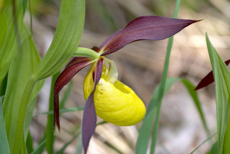 Orchideen der Schweiz und wo man sie findet