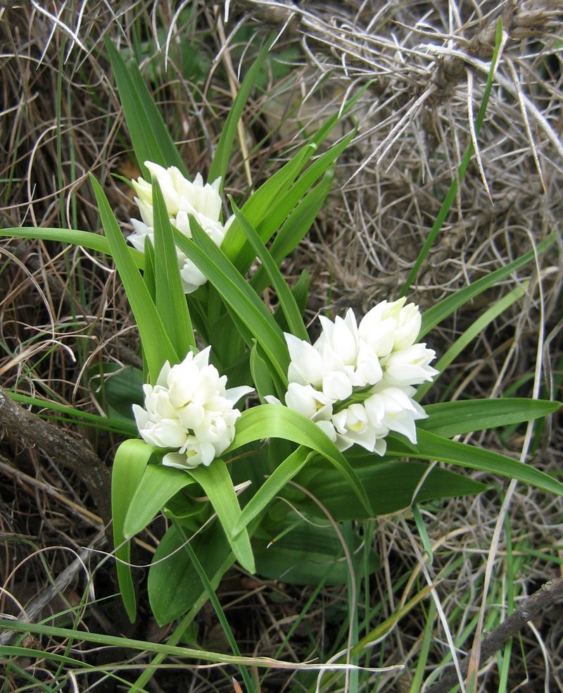 Orchideen der Schweiz und wo man sie findet
