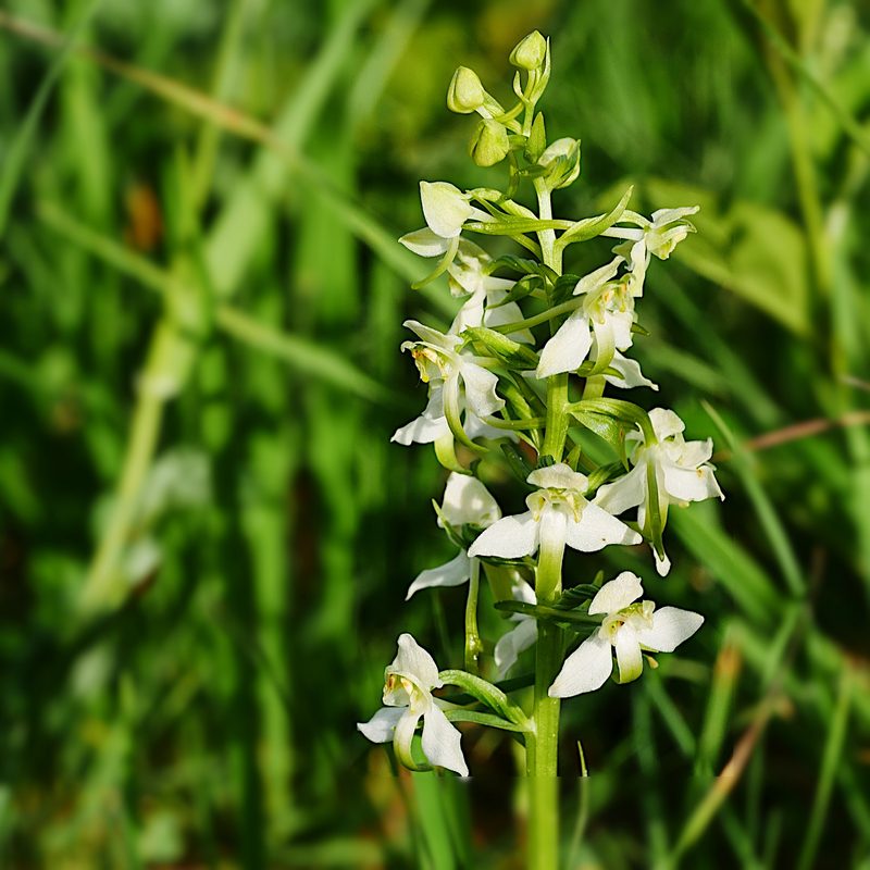Orchideen der Schweiz und wo man sie findet