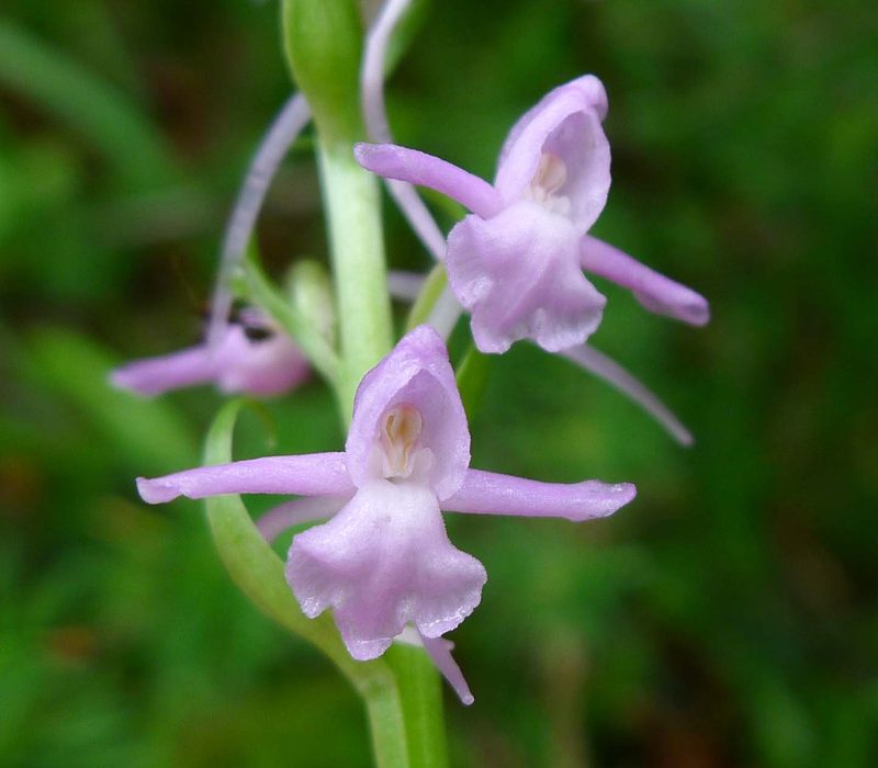 Orchideen der Schweiz und wo man sie findet