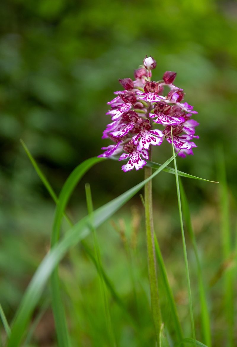 Orchideen der Schweiz und wo man sie findet