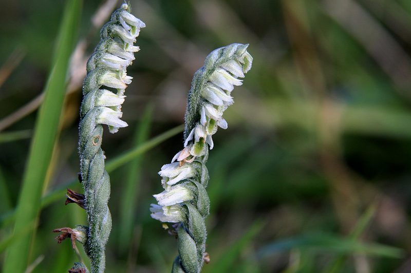 Orchideen der Schweiz und wo man sie findet