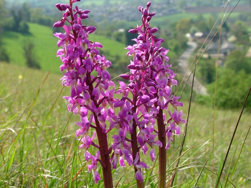 Orchideen der Schweiz und wo man sie findet
