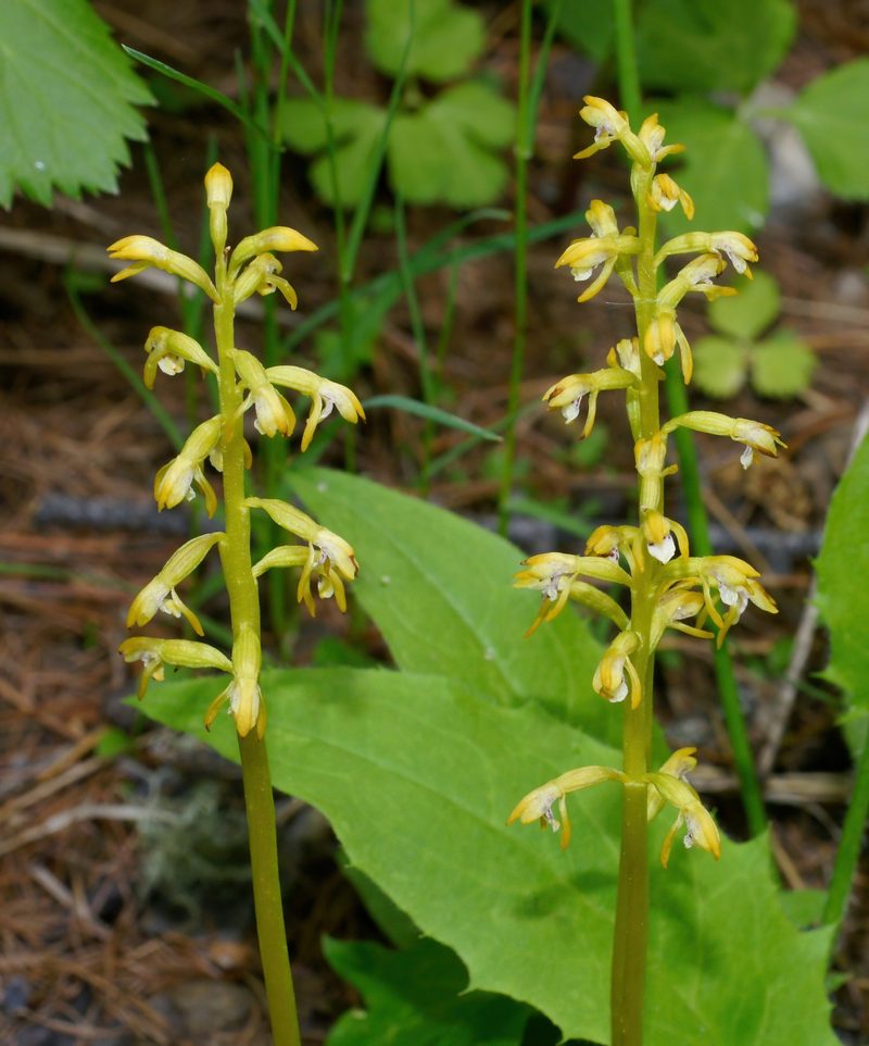 Orchideen der Schweiz und wo man sie findet