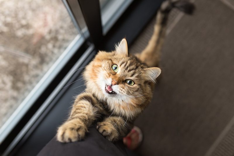 Wieder zu Hause gilt die Aufmerksamkeit der Katze.