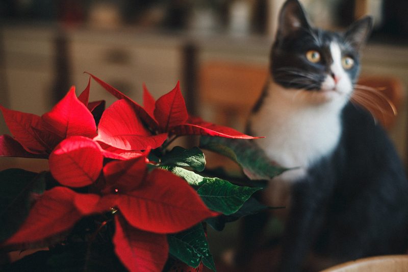 Achtung: Ein Weihnachtsstern ist für Katzen giftig.