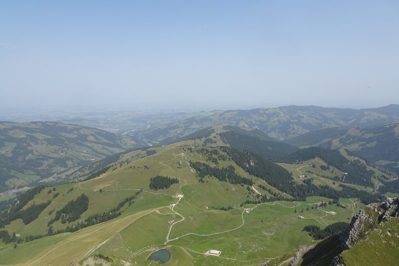Gänsegeier auf der Kaiseregg im Freiburgischen