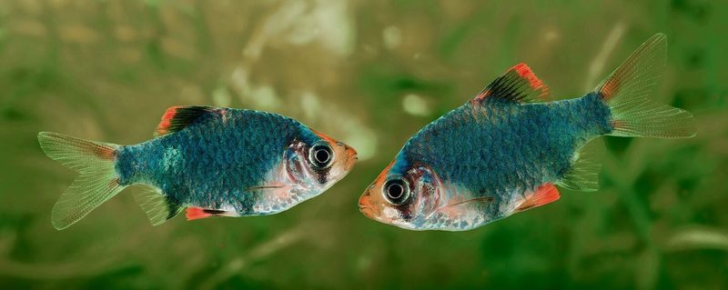 Moosbarben (oben) sind lebhaft. Ein Aquarium ist eine Augenweide (unten).