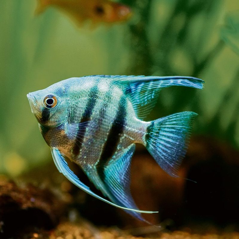 1 Fisch